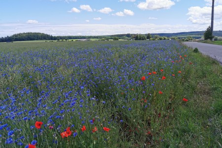  Environs de Bastogne.