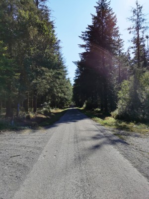  ﻿Forêt de Gedinne.