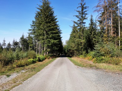  ﻿Forêt de Gedinne.