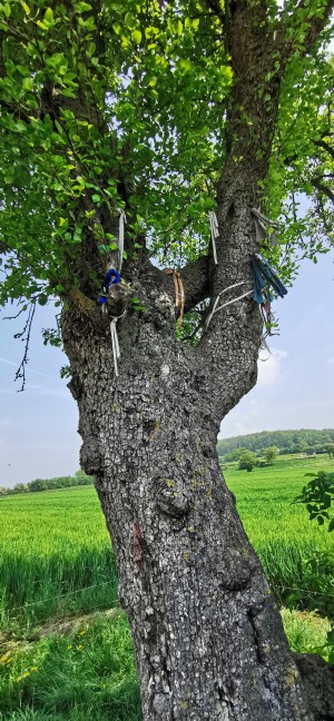  Les 3 menhirs d'Oppagne.