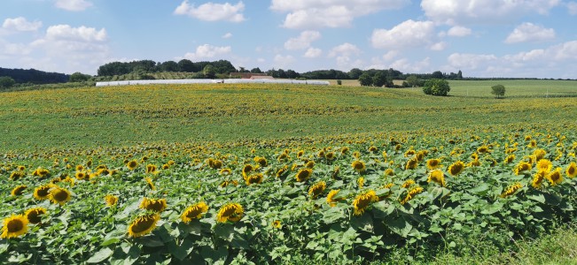  ﻿Département d'Indre-et-Loire.