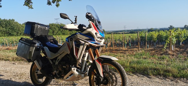  ﻿Dans les vignes. Département de Charente Maritime.