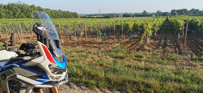  ﻿Dans les vignes. Département de Charente Maritime.