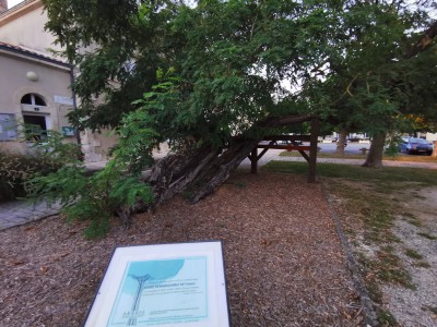  ﻿Arbre remarquable à Saint-Hilaire-la-Palud. 