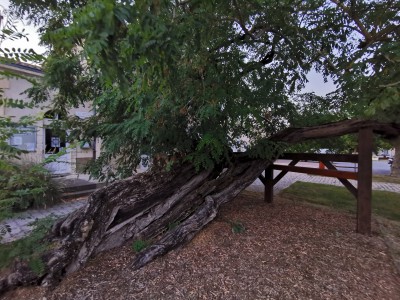  ﻿Arbre remarquable à Saint-Hilaire-la-Palud. 