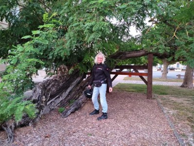  ﻿Arbre remarquable à Saint-Hilaire-la-Palud. 