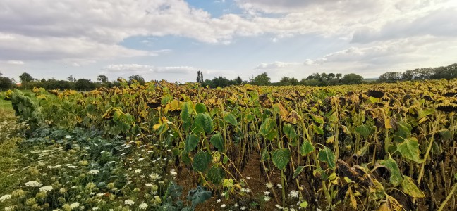  ﻿Proximité Verdun. France.  